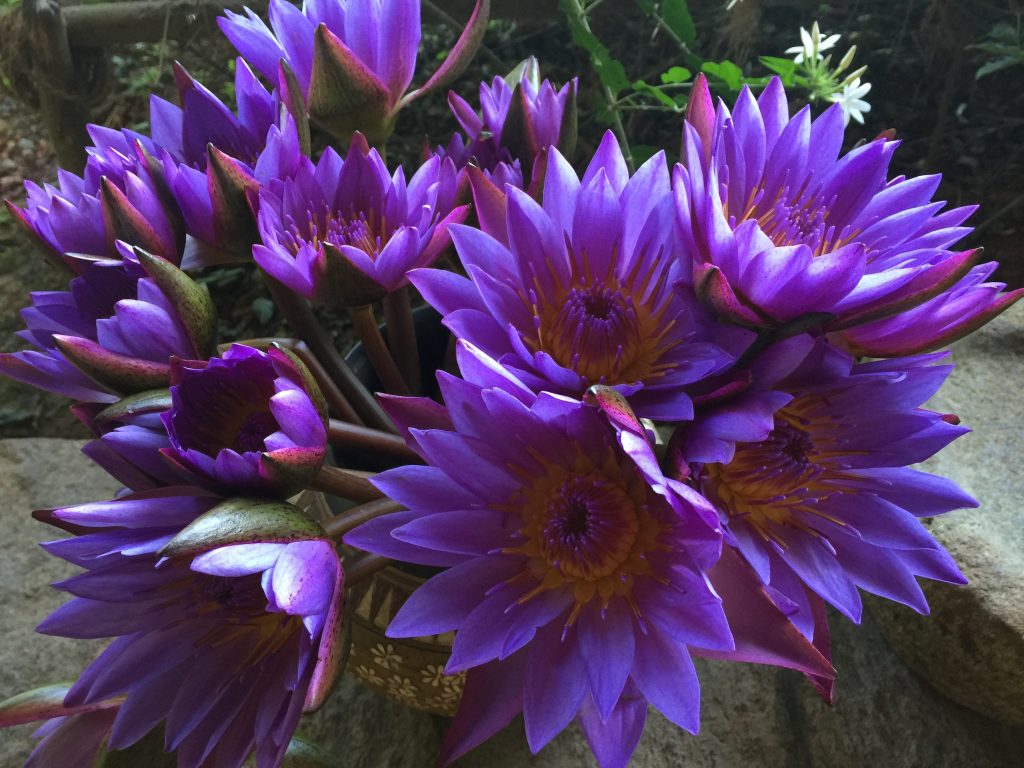 bouquet de chrysanthème pour des obsèques