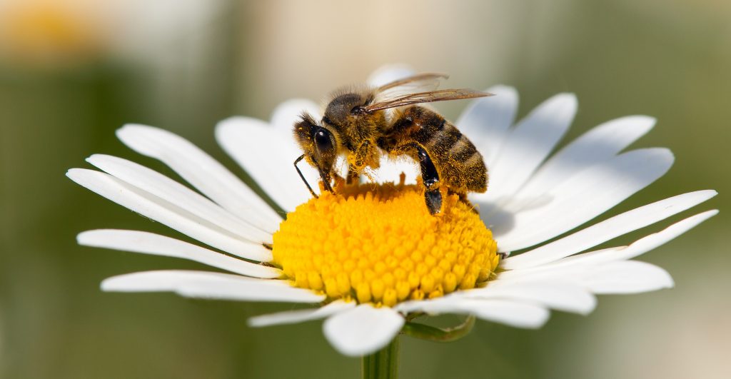 abeille qui butine du pollen sur une Margueritte 