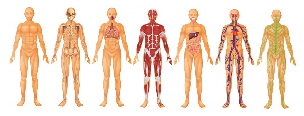 planche anatomique musculaire et nerveuse