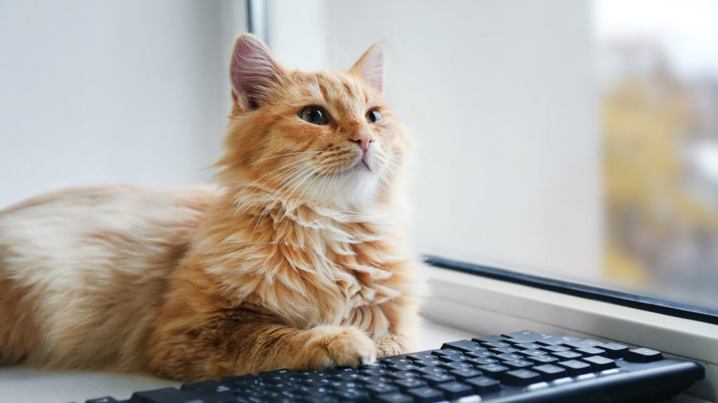 chat cherchant une assurance animaux sur internet