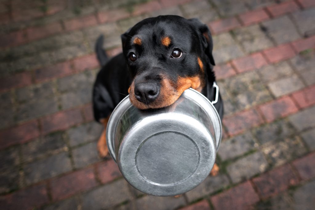 chien rottweiler porte une gamelle de nourriture dans sa machoire