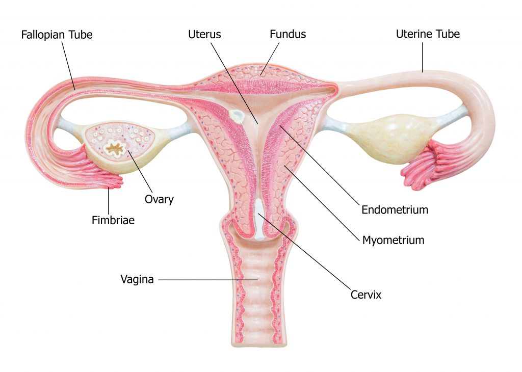 schéma de l'appareil reproducteur féminin